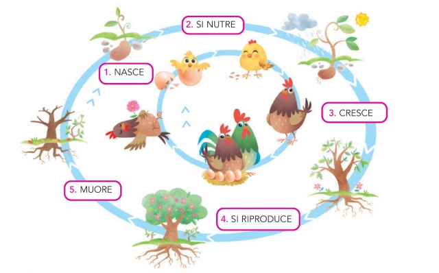 Il ciclo della vita